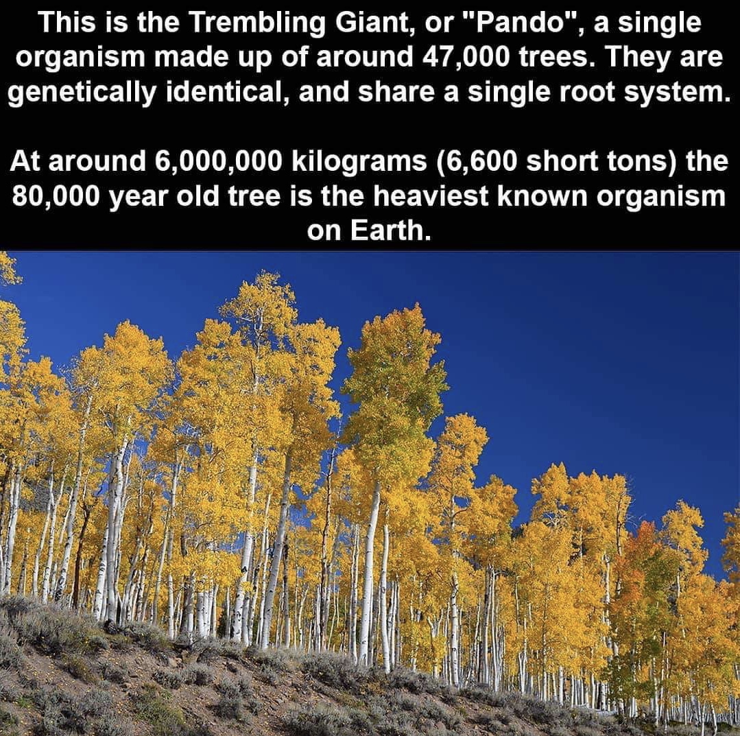 This is the Trembling Giant, or "Pando", a single organism made up of around 47,000 trees. They are genetically identical, and a single root system. At around 6,000,000 kilograms 6,600 short tons the 80,000 year old tree is the heaviest known organism on…