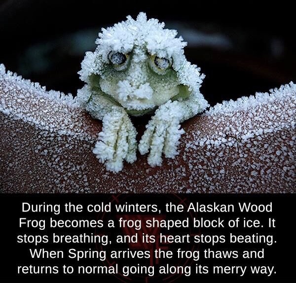 frog wtf fun facts - of During the cold winters, the Alaskan Wood Frog becomes a frog shaped block of ice. It stops breathing, and its heart stops beating. When Spring arrives the frog thaws and returns to normal going along its merry way.