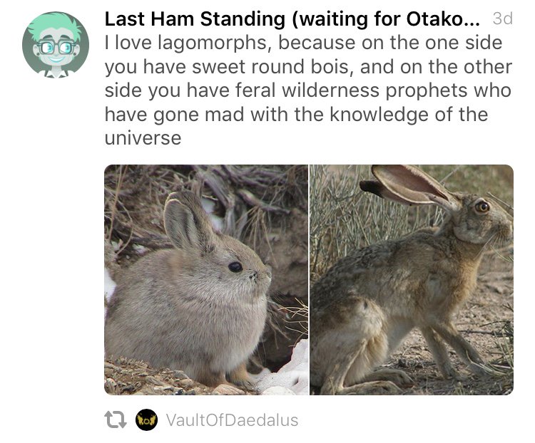 rabbit vs hare prophet - Last Ham Standing waiting for Otako... 3d I love lagomorphs, because on the one side you have sweet round bois, and on the other side you have feral wilderness prophets who have gone mad with the knowledge of the universe totod Va