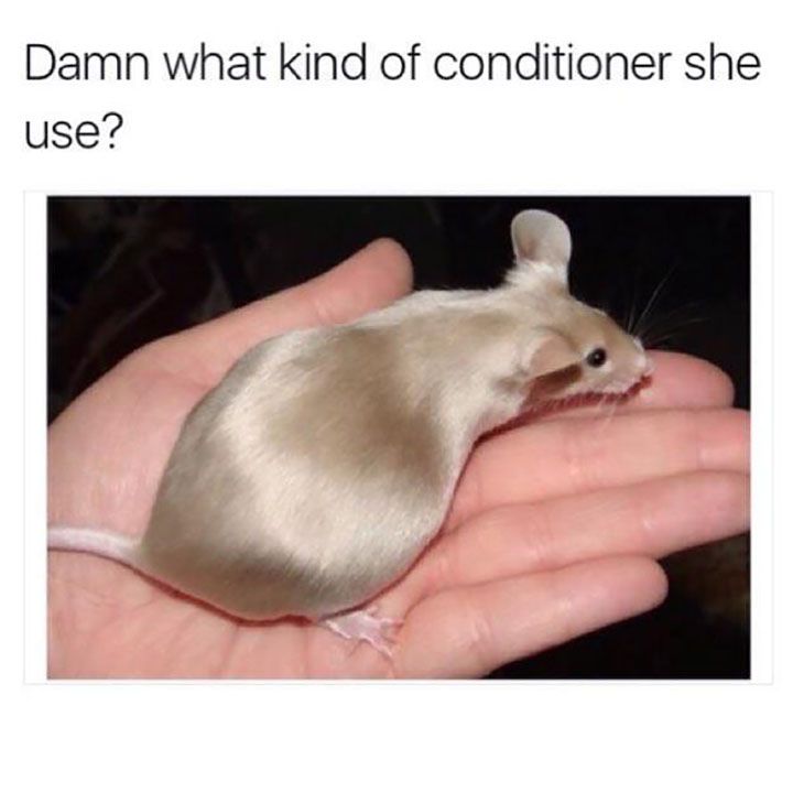 shampoo meme - Damn what kind of conditioner she use?