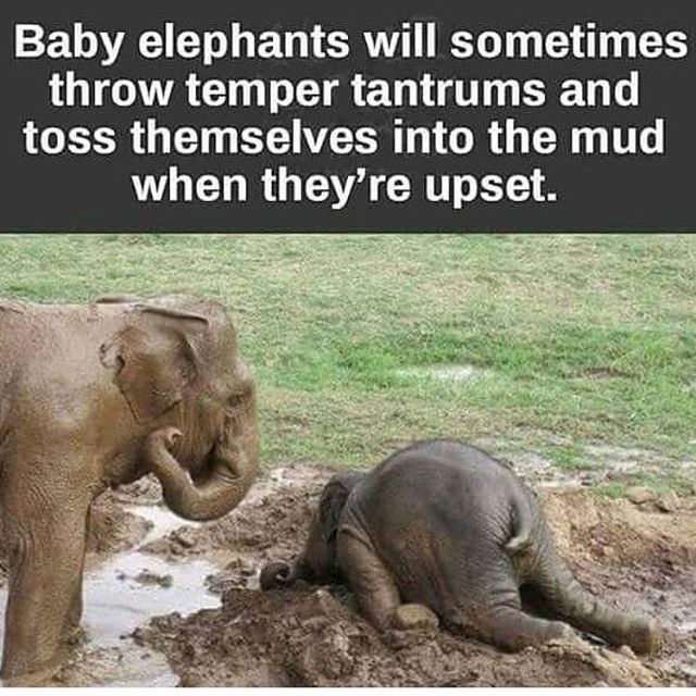 baby elephant tantrum - Baby elephants will sometimes throw temper tantrums and toss themselves into the mud when they're upset.
