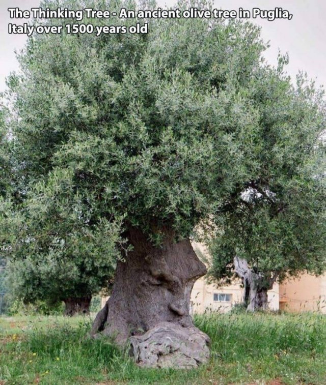 thinking tree puglia italy - The Thinking TreeAn ancient olive tree in Puglia, Italy over 1500 years old