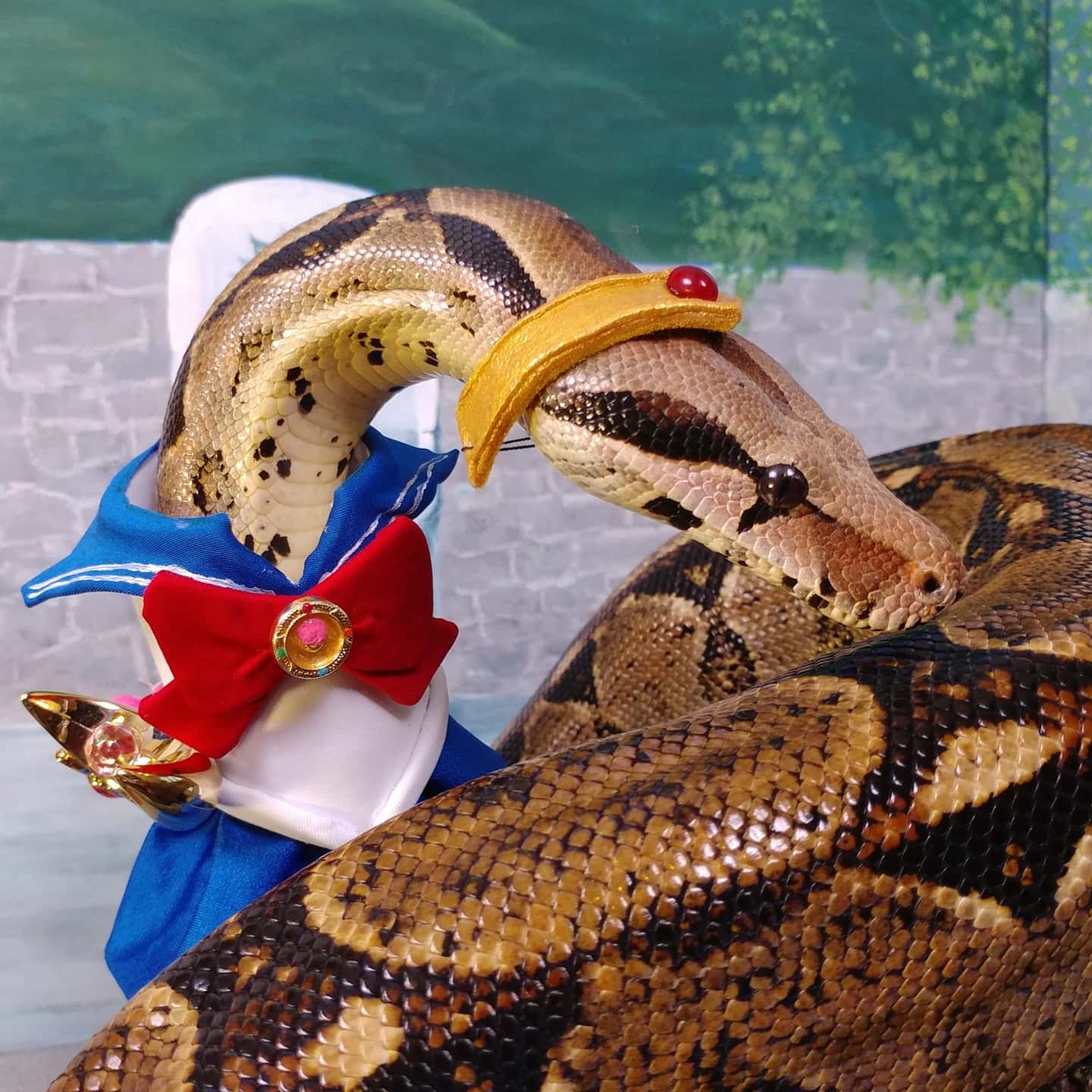snakes with hats