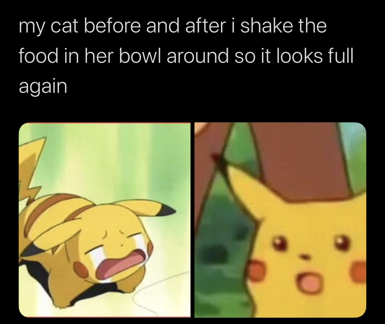 my cat before and after i shake the food in her bowl around so it looks full again