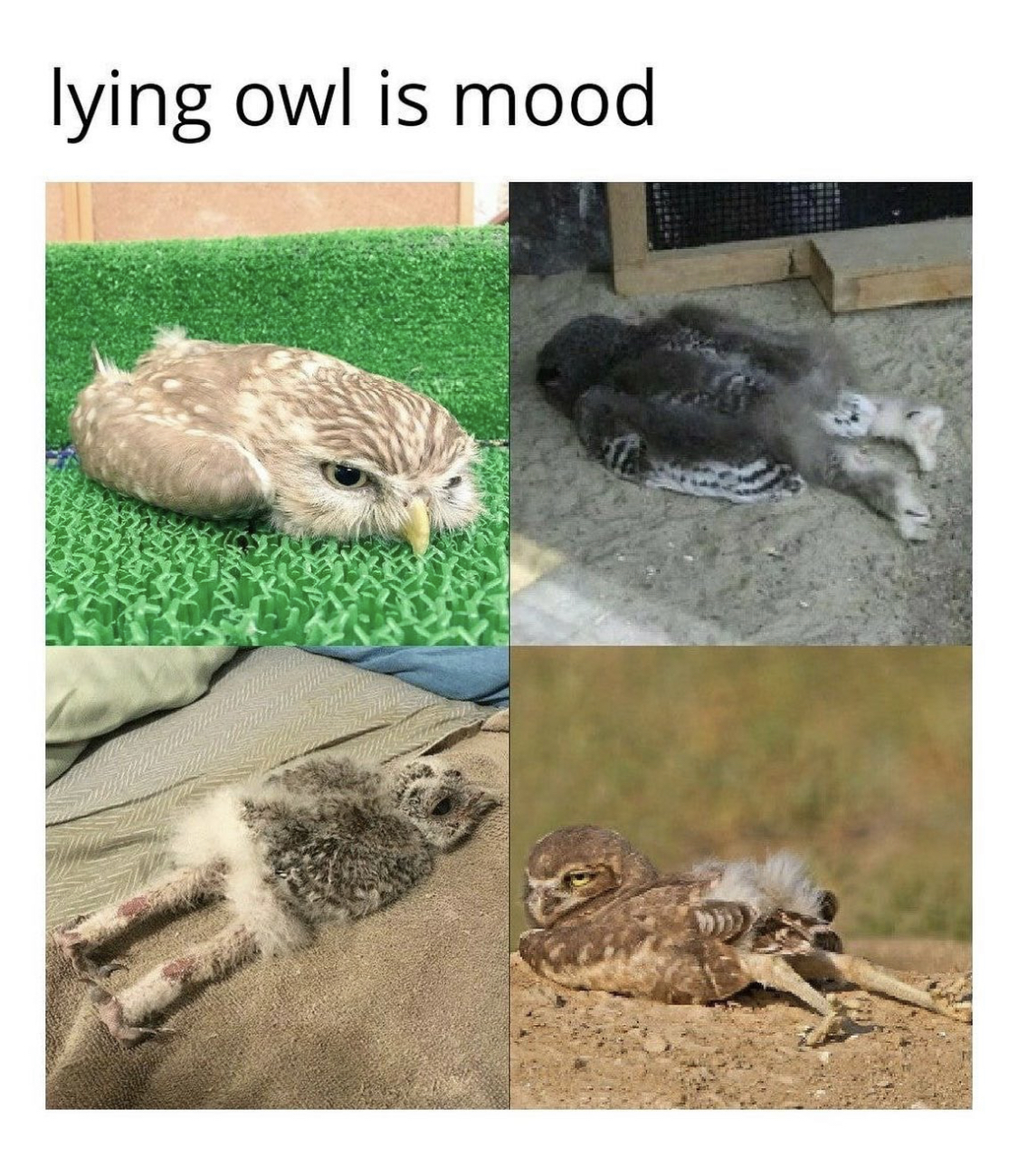 lying owl is mood - lying owl is mood