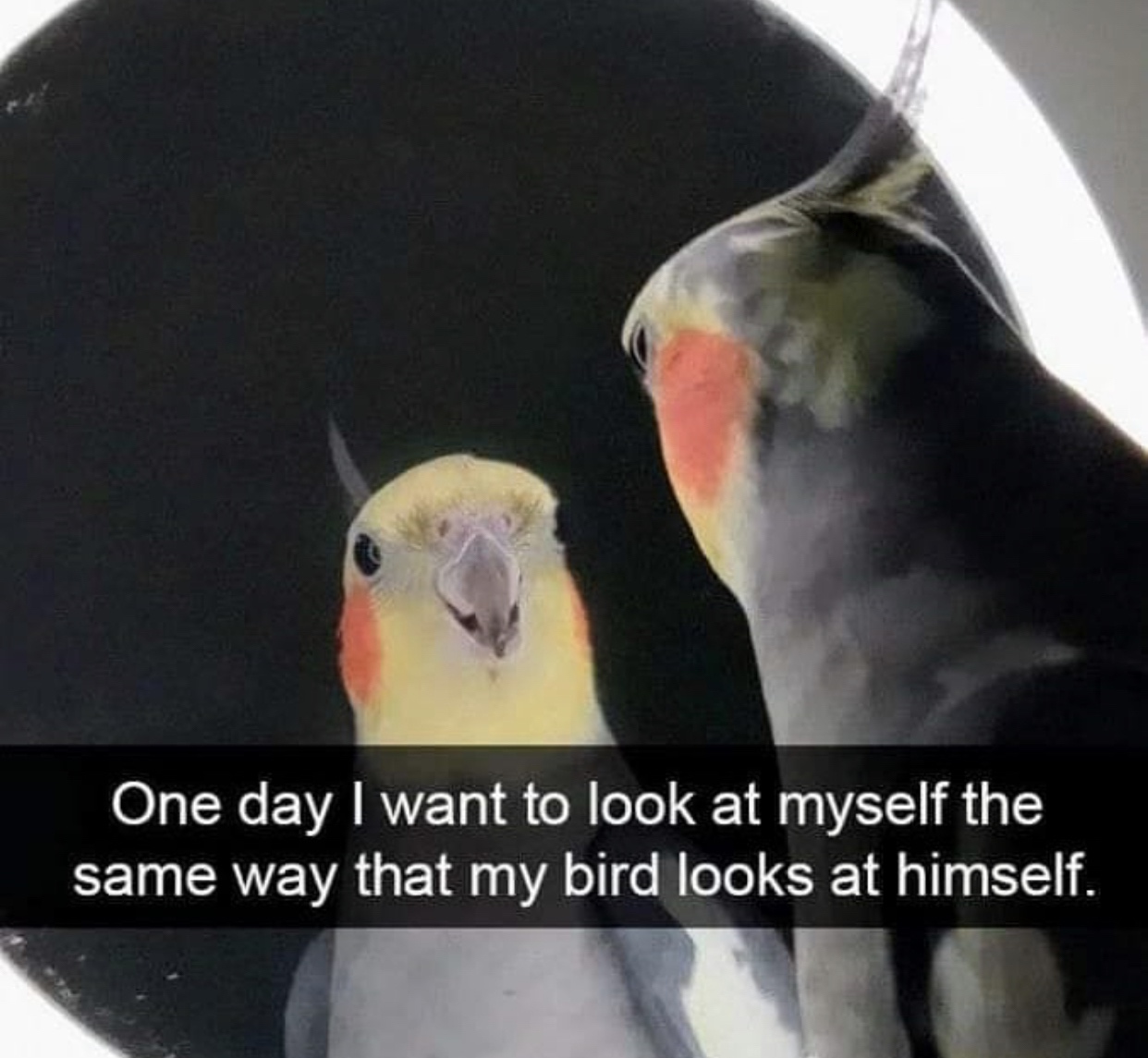 Birds - One day I want to look at myself the same way that my bird looks at himself.