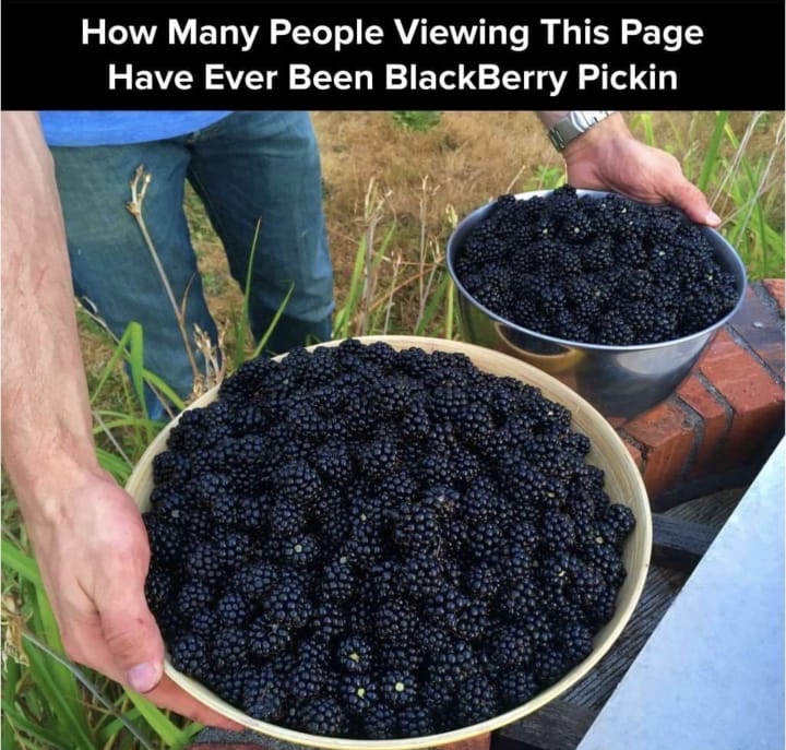 soil - How Many People Viewing This Page Have Ever Been BlackBerry Pickin
