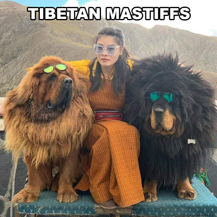 giant dog breed - Tibetan Mastiffs Oo