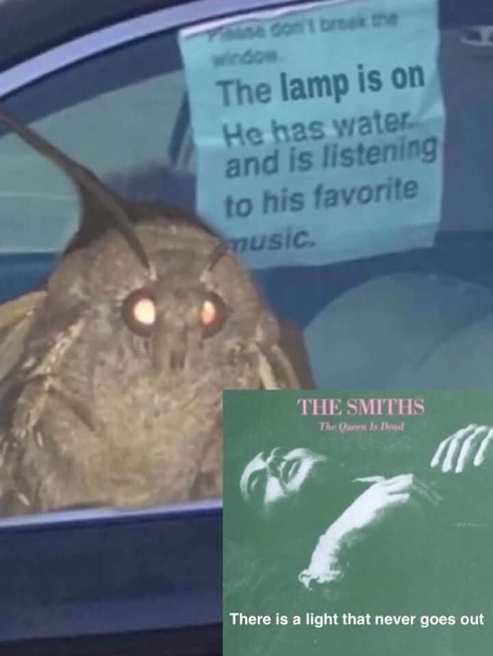 smiths moth meme - e con break the The lamp is on He has water and is listening to his favorite music The Smiths The Queen bed There is a light that never goes out