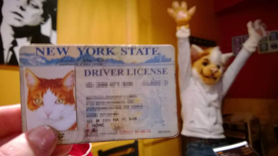 dicks last resort cat - New York State Driver License Msha Hiso None
