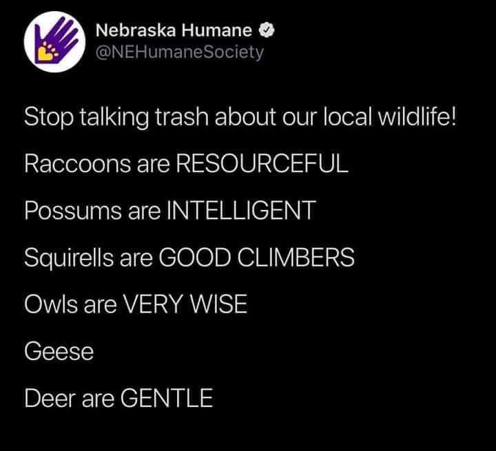 screenshot - Nebraska Humane Society Stop talking trash about our local wildlife! Raccoons are Resourceful Possums are Intelligent Squirells are Good Climbers Owls are Very Wise Geese Deer are Gentle