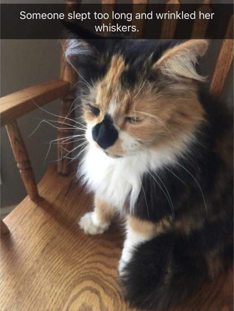 sleepy animal meme - Someone slept too long and wrinkled her whiskers.