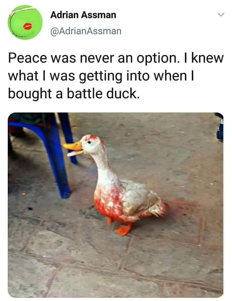 beak - Adrian Assman Peace was never an option. I knew what I was getting into when I bought a battle duck.