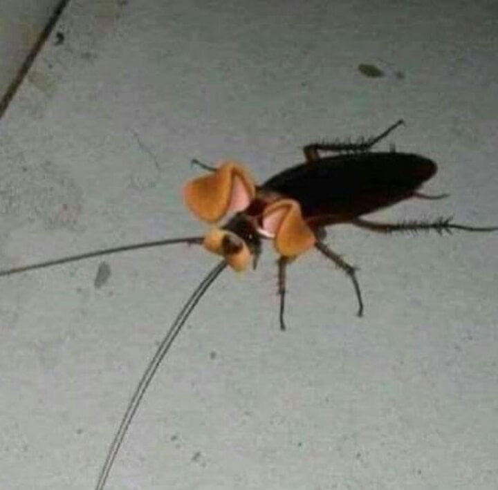 cockroach snapchat filter