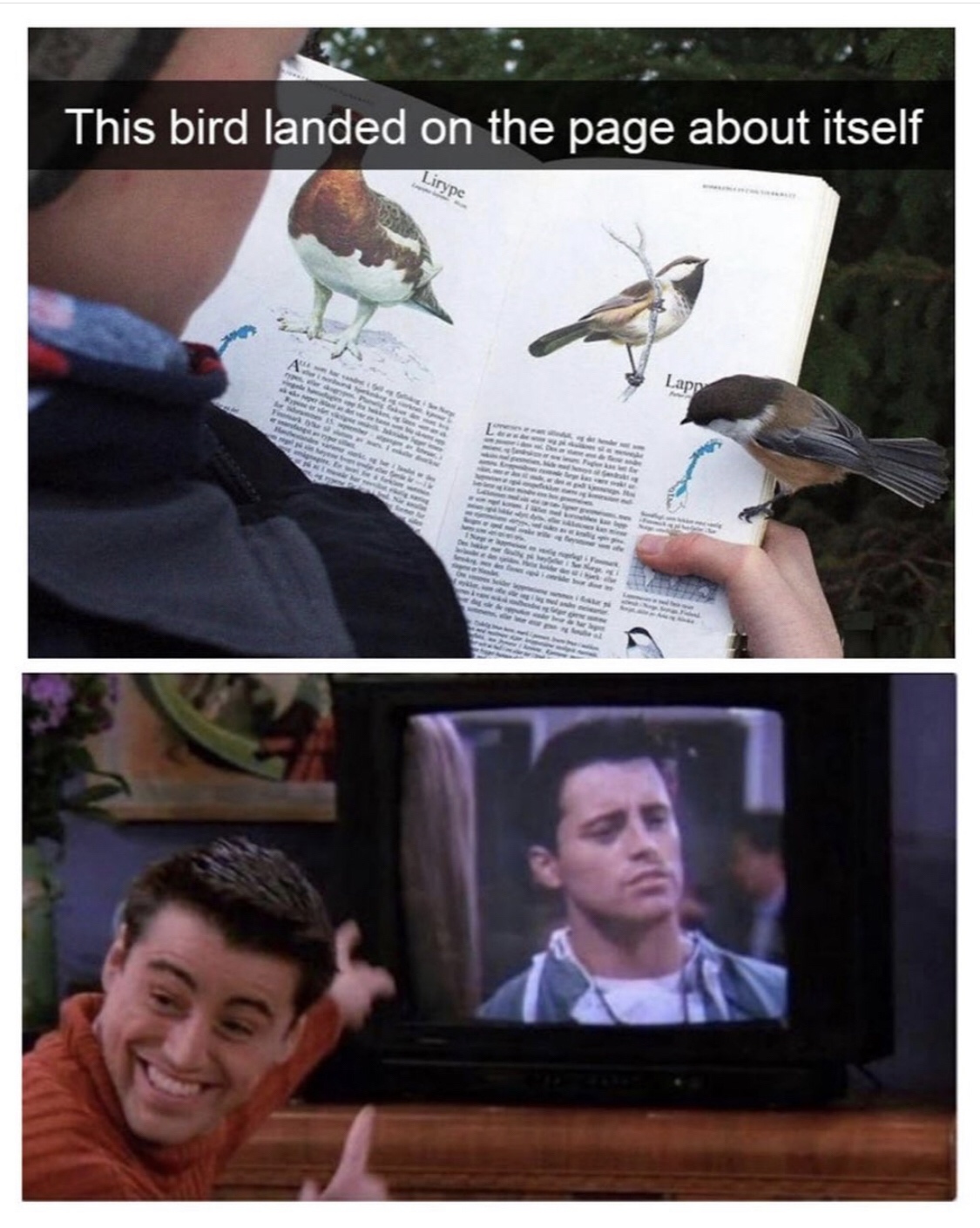 joey friends - This bird landed on the page about itself Lirype Lapp