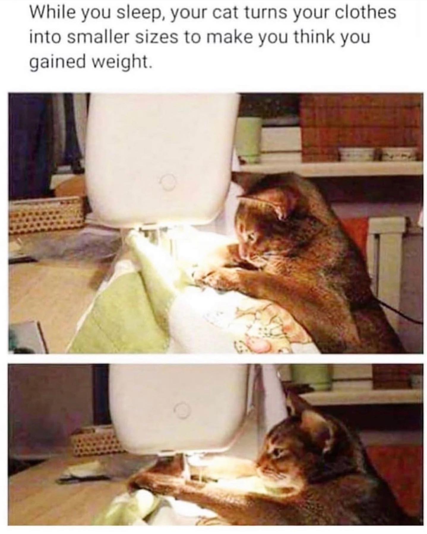 while you sleep your cat turns your clothes - While you sleep, your cat turns your clothes into smaller sizes to make you think you gained weight.