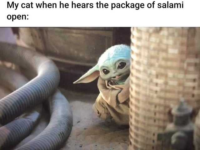 baby yoda meme - My cat when he hears the package of salami open
