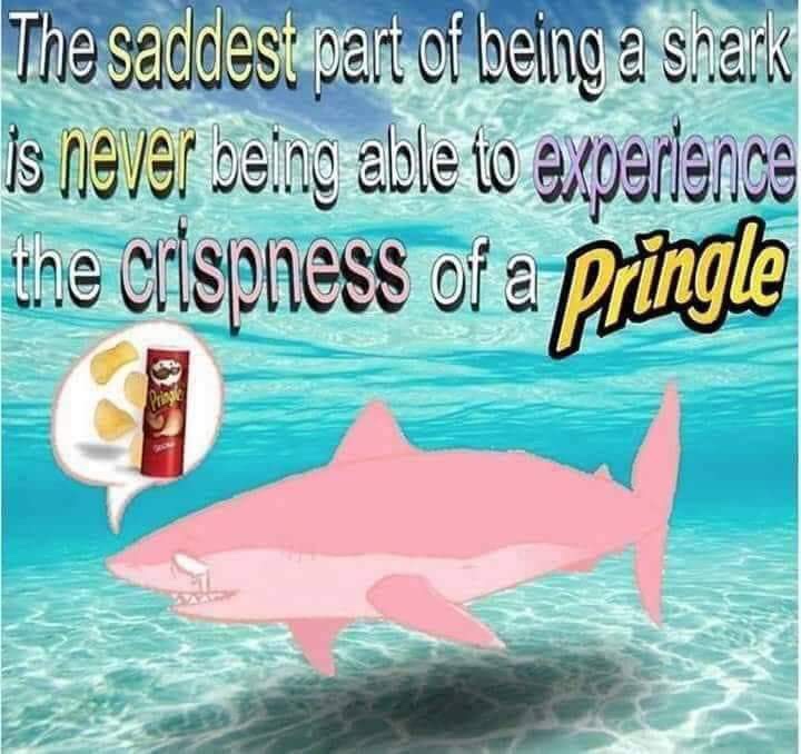 shark pringle meme - The saddest part of being a scans is never being able to experience une crispness of a Pringle Pringle