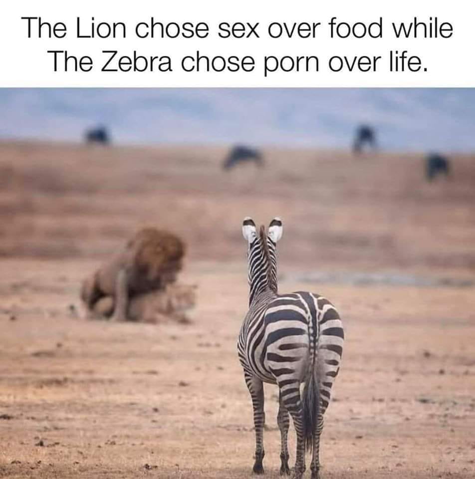lion choose sex over food and zebra choose porn over life - The Lion chose sex over food while The Zebra chose porn over life. @