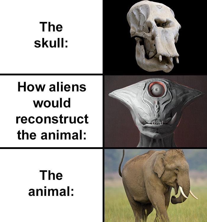 indian elephant - The skull How aliens would reconstruct the animal The animal