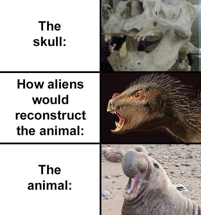 fauna - The skull How aliens would reconstruct the animal The animal