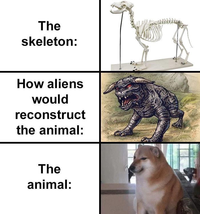 fauna - The skeleton How aliens would reconstruct the animal The animal