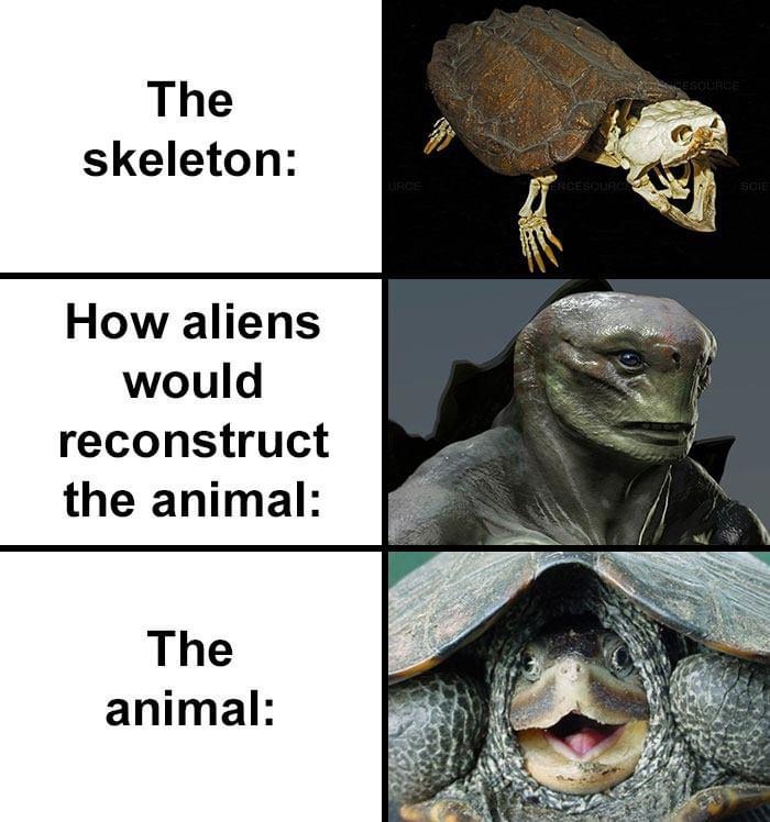 aliens would reconstruct the animal memes - The skeleton Scie How aliens would reconstruct the animal The animal