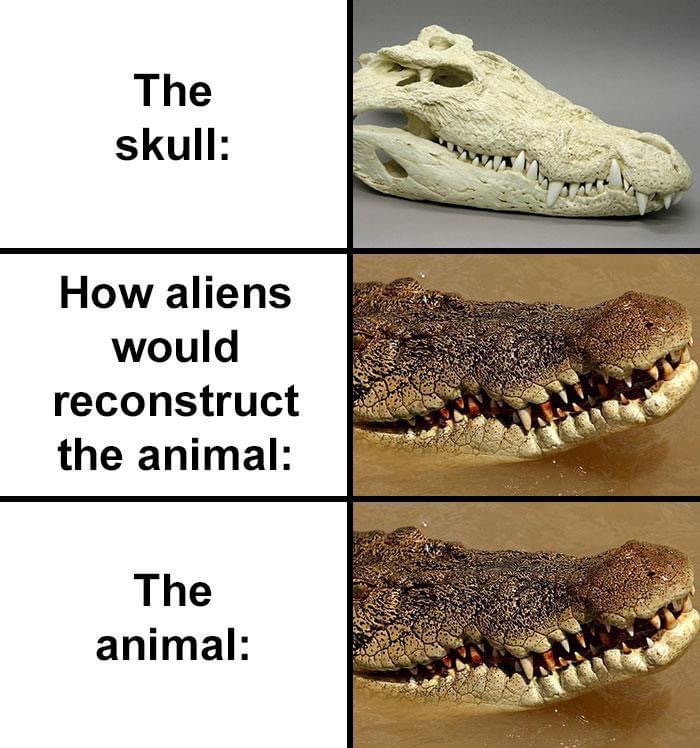 aliens would reconstruct the animal - The skull How aliens would reconstruct the animal The animal