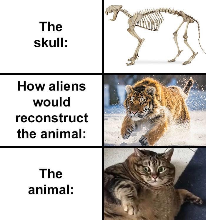 alien would reconstruct an animal - The skull How aliens would reconstruct the animal The animal