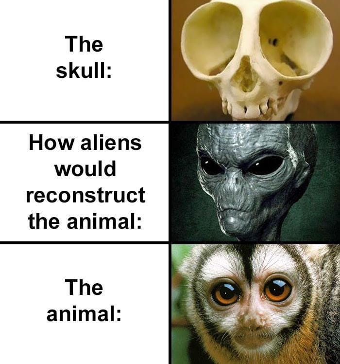 fauna - The skull How aliens would reconstruct the animal The animal