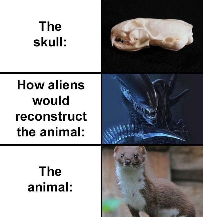 alien - The skull How aliens would reconstruct the animal The animal