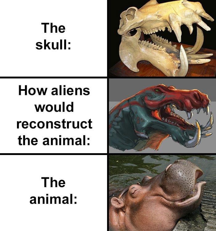 hippo skull meme - The skull How aliens would reconstruct the animal The animal