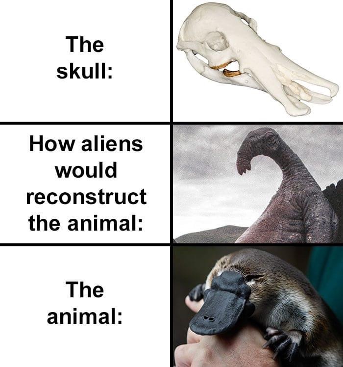 The skull How aliens would reconstruct the animal The animal