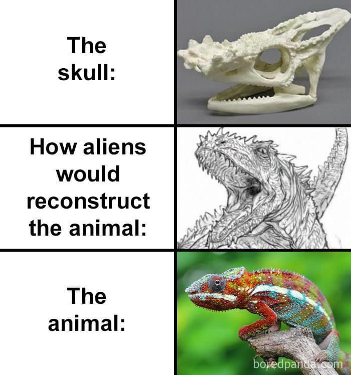 fauna - The skull How aliens would reconstruct the animal The animal boredpanda.com
