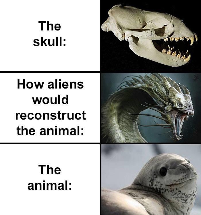 skull how aliens would reconstruct - The skull How aliens would reconstruct the animal The animal