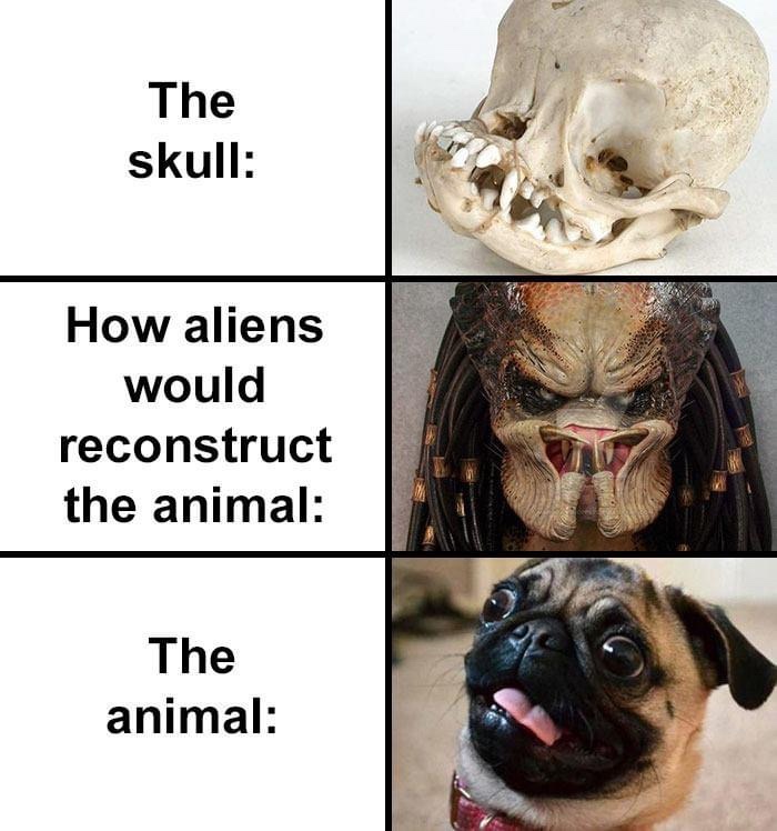 aliens would reconstruct animals - The skull How aliens would reconstruct the animal The animal