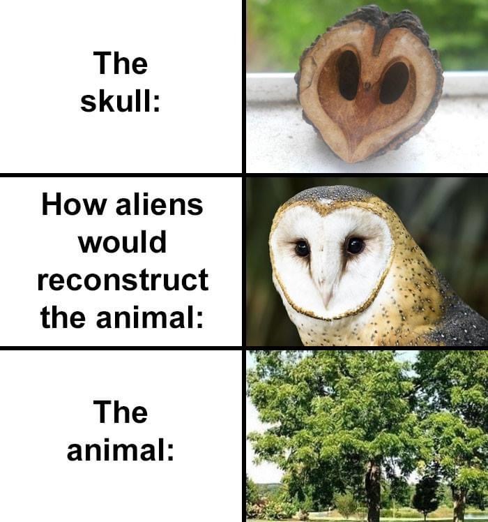 owl - The skull How aliens would reconstruct the animal The animal