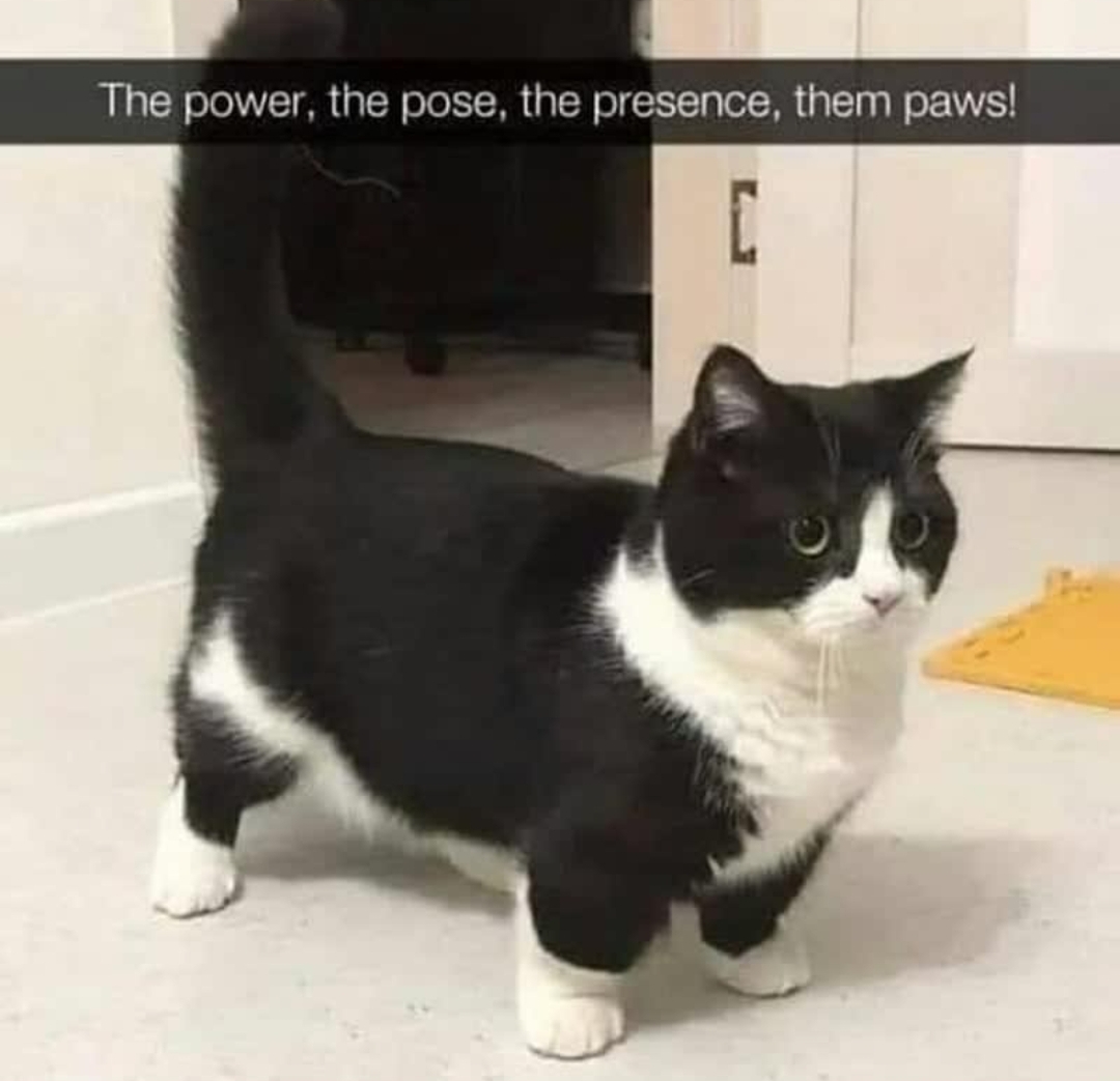 power the pose the presence - The power, the pose, the presence, them paws!