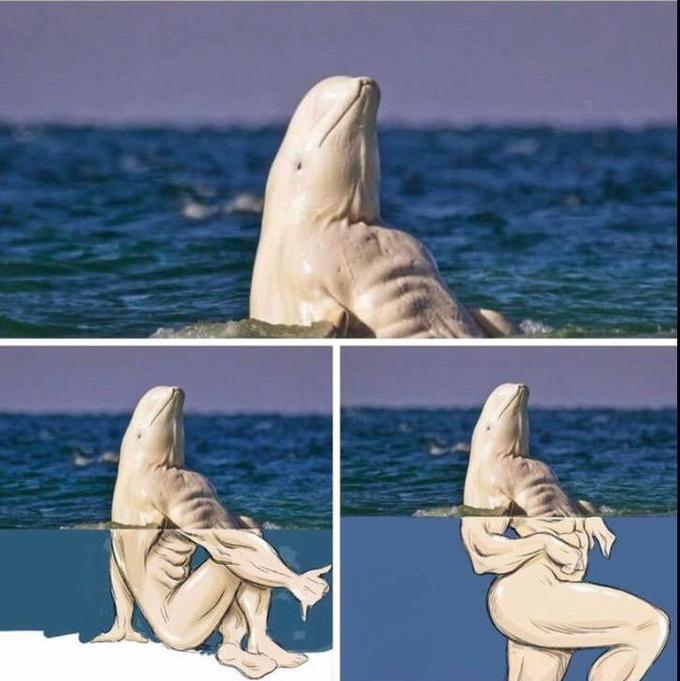 beluga whale meme