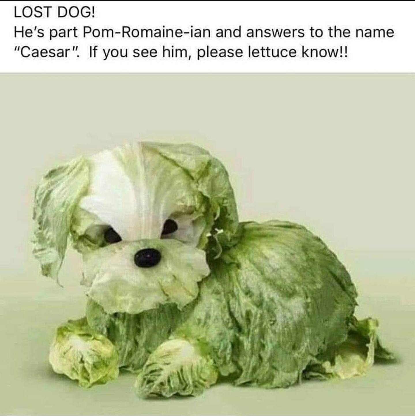 if you see this dog lettuce know - Lost Dog! He's part PomRomaineian and answers to the name "Caesar". If you see him, please lettuce know!!