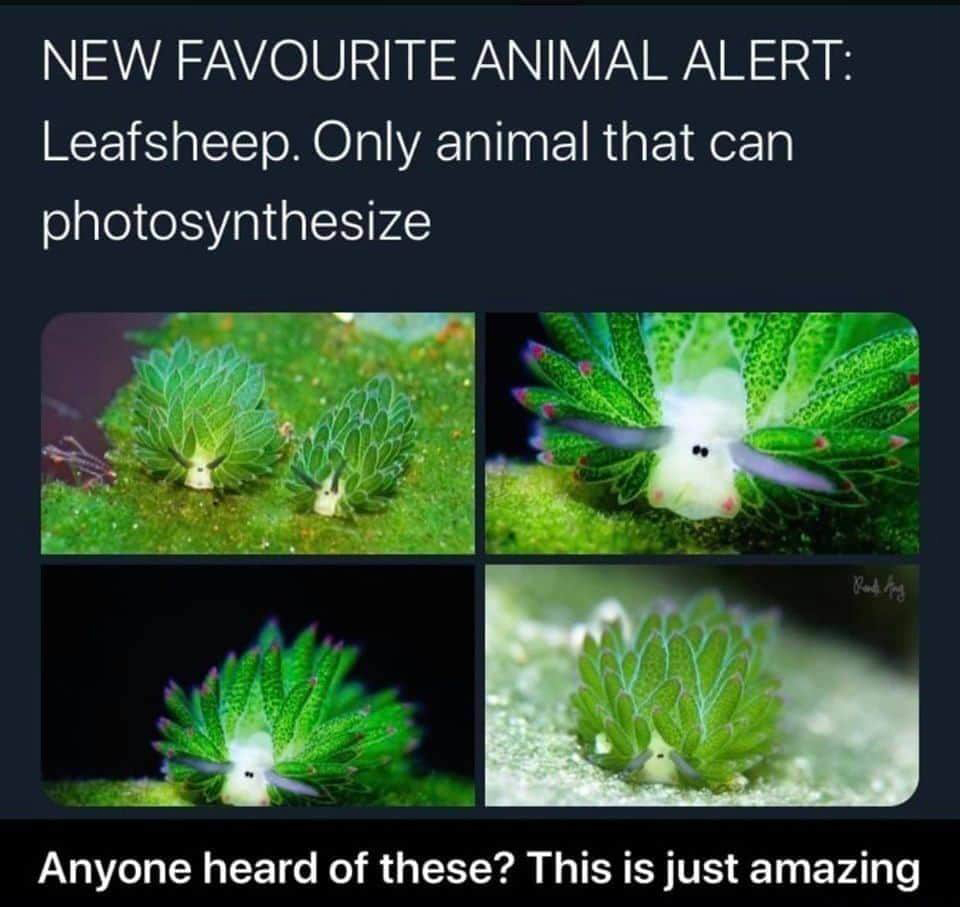funny memes and random pics - vegetation - New Favourite Animal Alert Leafsheep. Only animal that can photosynthesize Rund Fung Anyone heard of these? This is just amazing