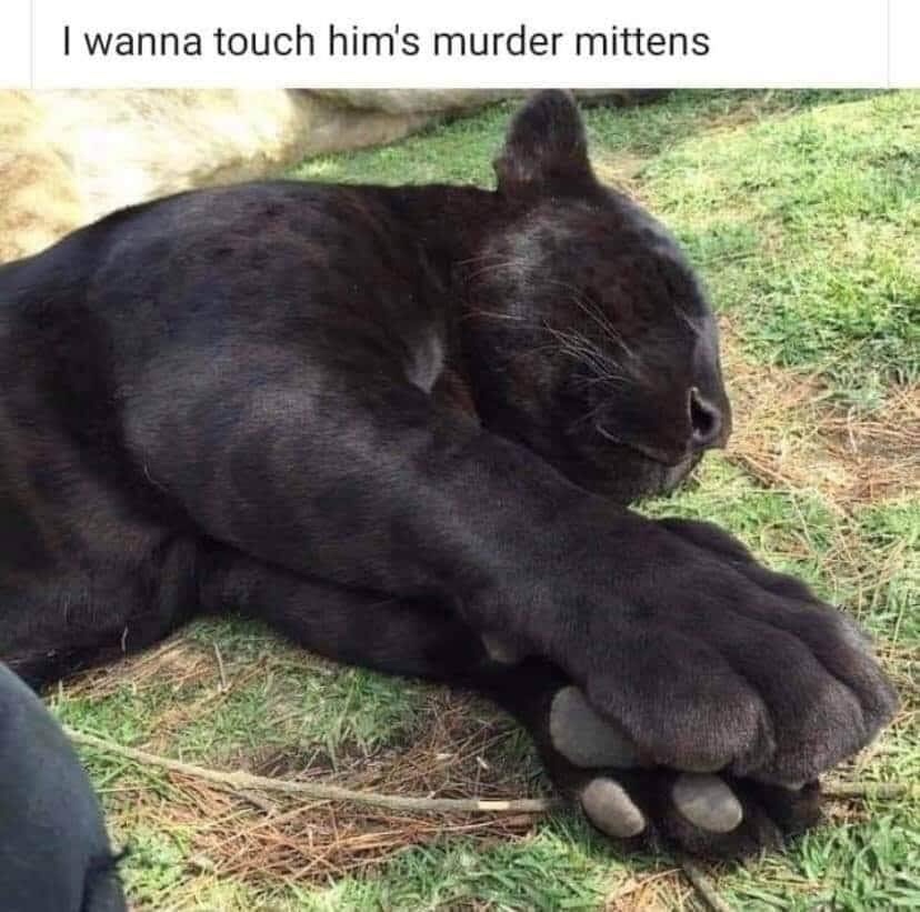 black panther paws - I wanna touch him's murder mittens