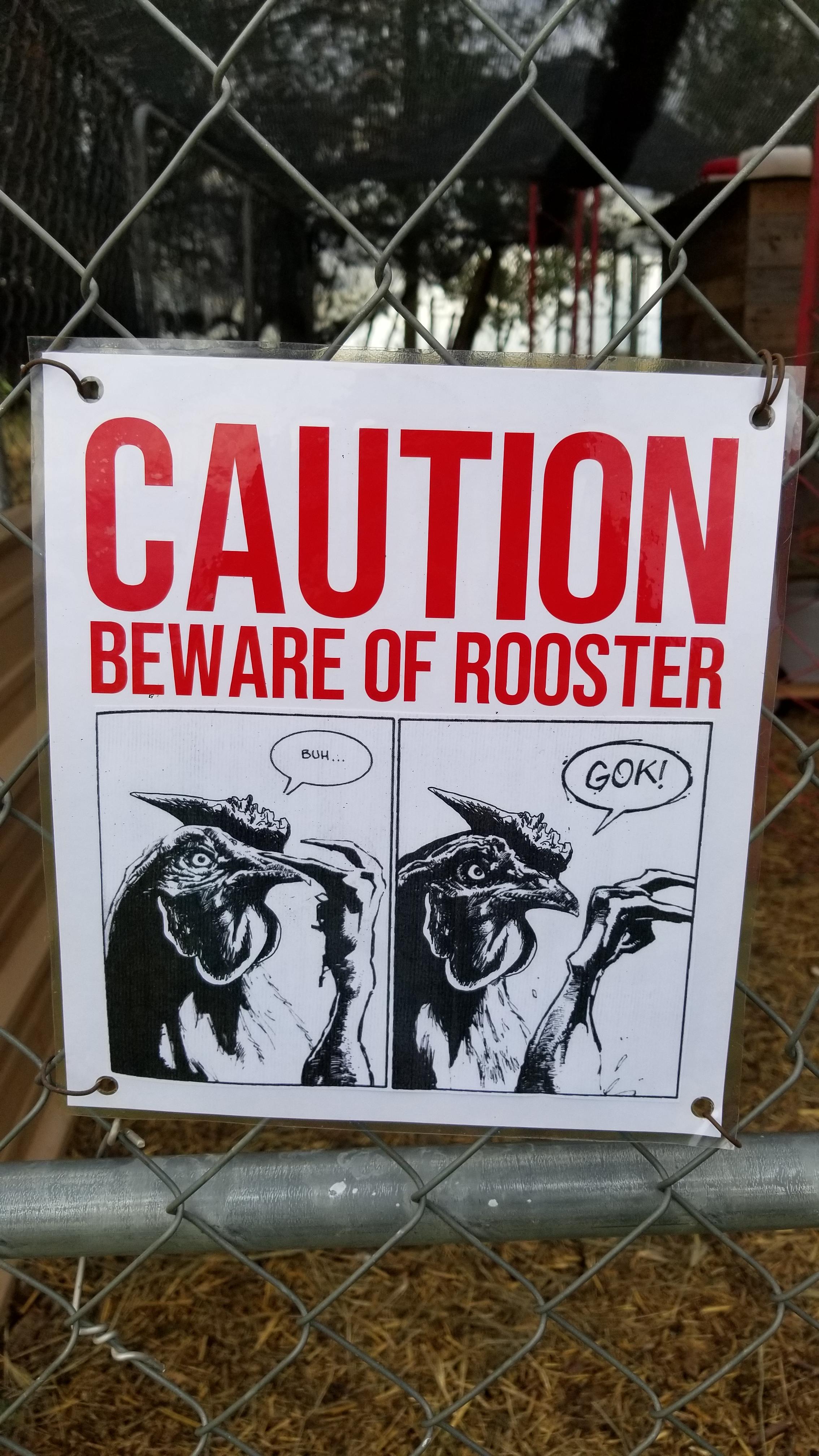 funny memes and random pics -  poster - Caution Beware Of Rooster Gok!