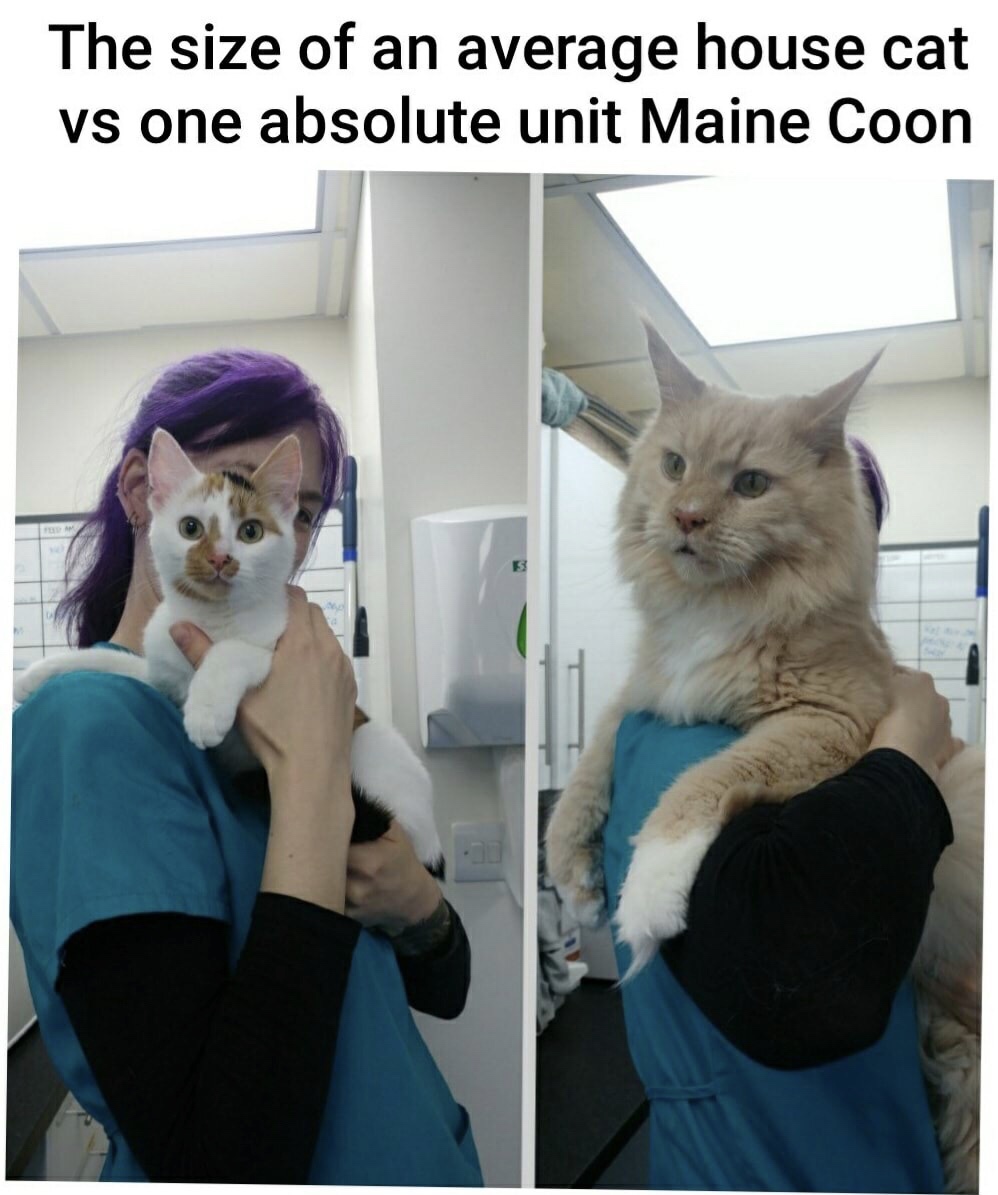 funny memes and random pics -  The size of an average house cat vs one absolute unit Maine Coon 5