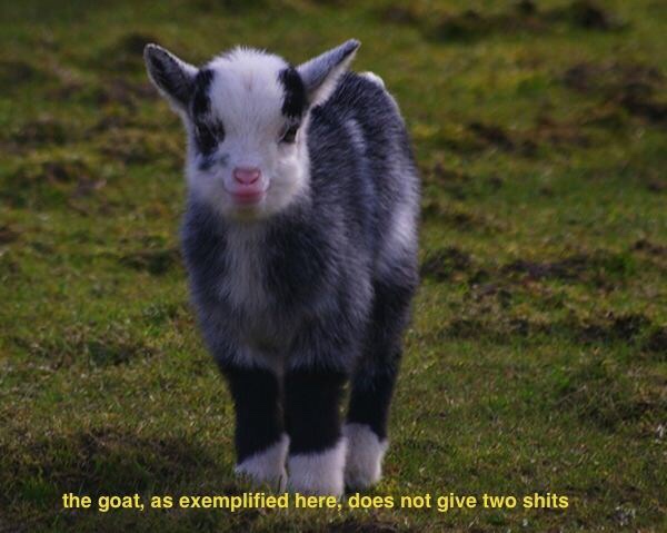 funny memes and random pics -  cute baby goats - the goat, as exemplified here, does not give two shits