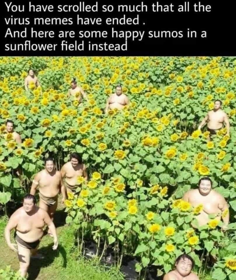 funny memes and random pics -  sunflower field meme - You have scrolled so much that all the virus memes have ended. And here are some happy sumos in a sunflower field instead