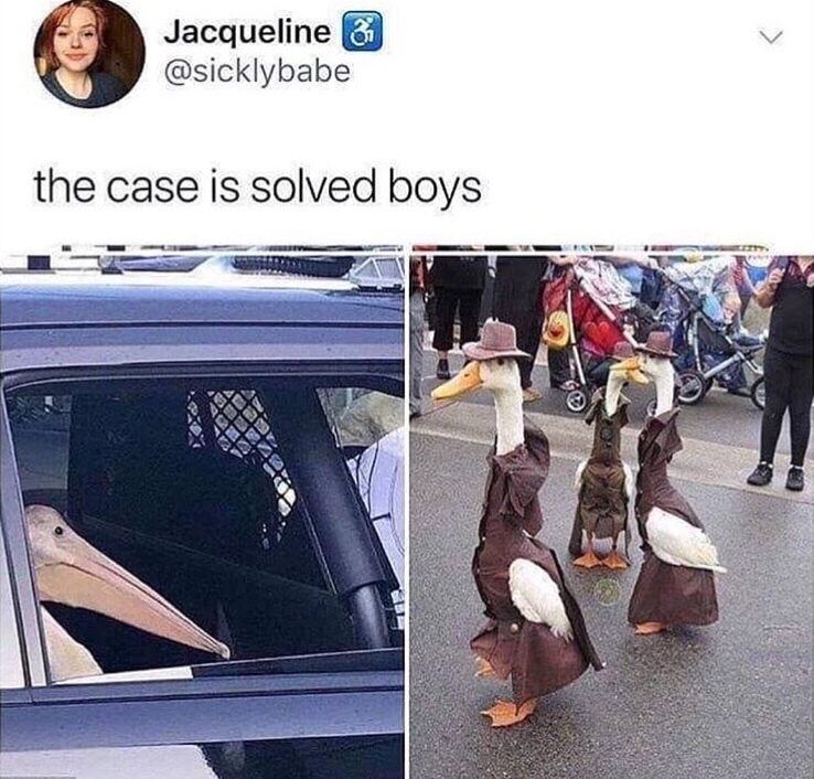 funny memes and random pics -  duck tective - Jacqueline & the case is solved boys