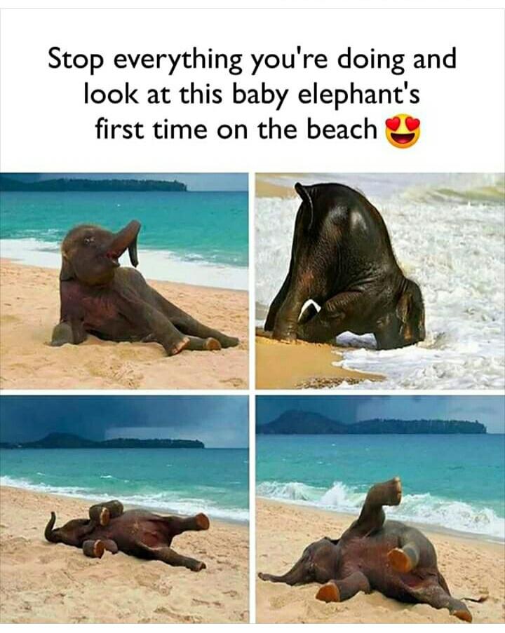 elephant on the beach - Stop everything you're doing and look at this baby elephant's first time on the beach