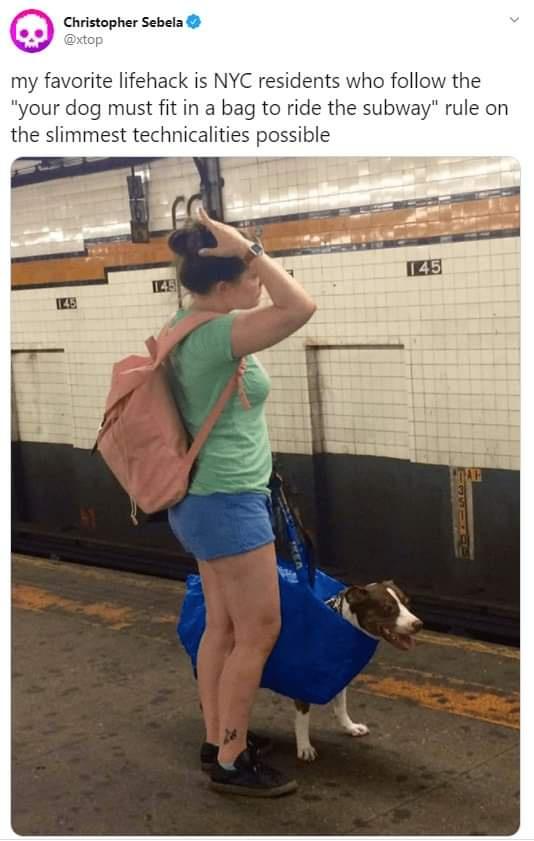 new york metro dogs in bags - Christopher Sebela my favorite lifehack is Nyc residents who the "your dog must fit in a bag to ride the subway" rule on the slimmest technicalities possible 145 Ile