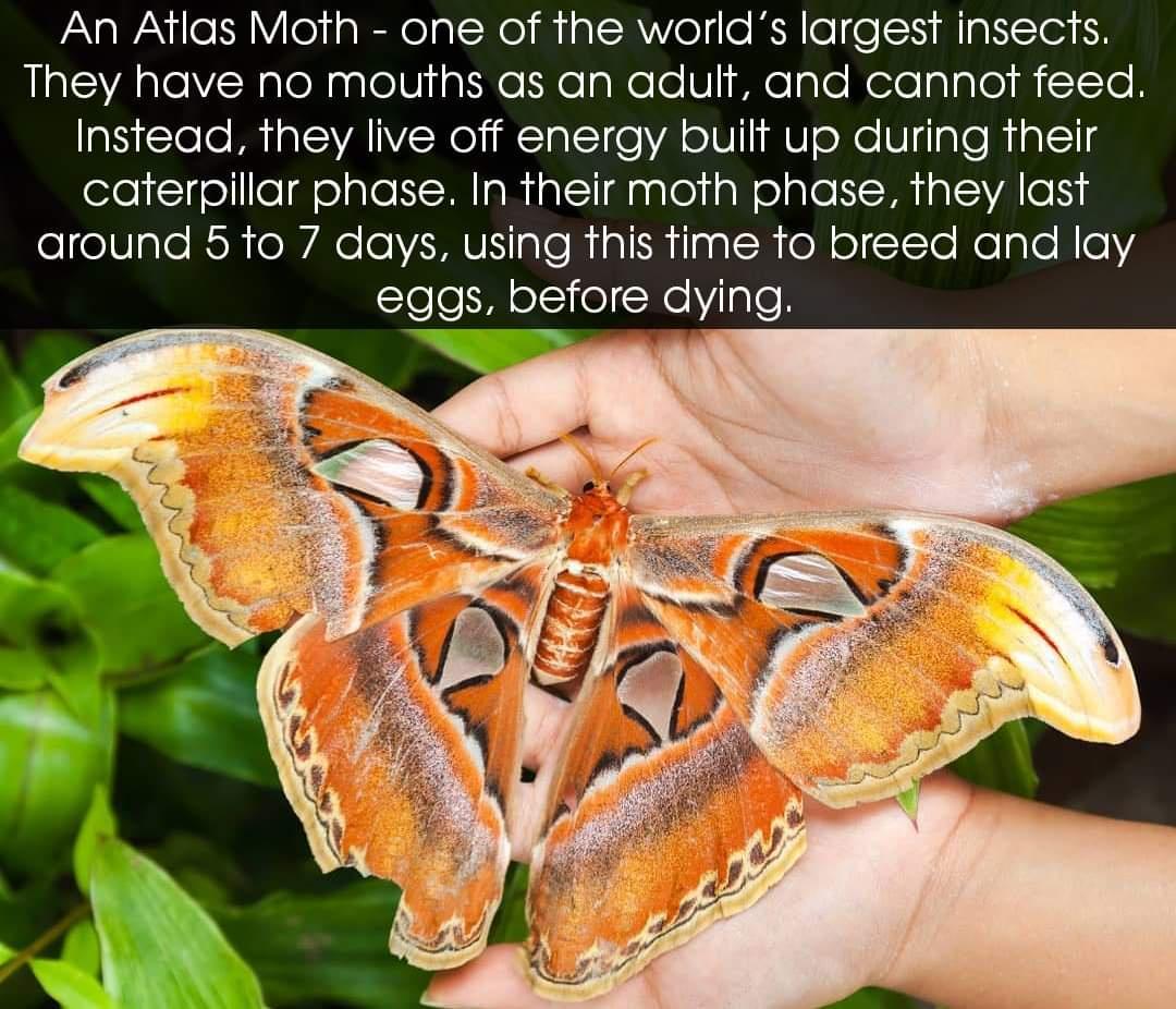 biggest butterfly in the world - An Atlas Moth one of the world's largest insects. They have no mouths as an adult, and cannot feed. Instead, they live off energy built up during their caterpillar phase. In their moth phase, they last around 5 to 7 days, 